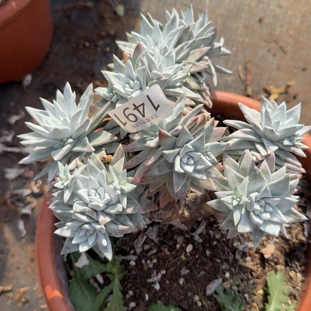 白菊苹果叶仙女杯多肉福利