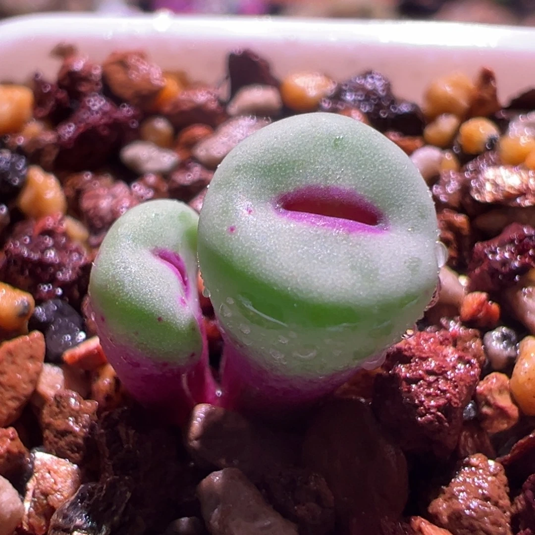 1563，大红嘴，肉锥植物