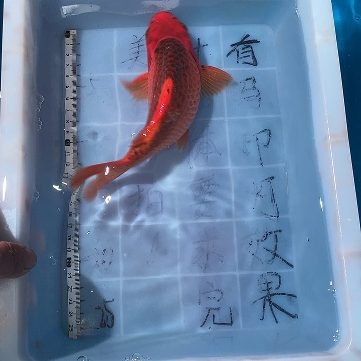 蝴蝶鲤渔场直发24