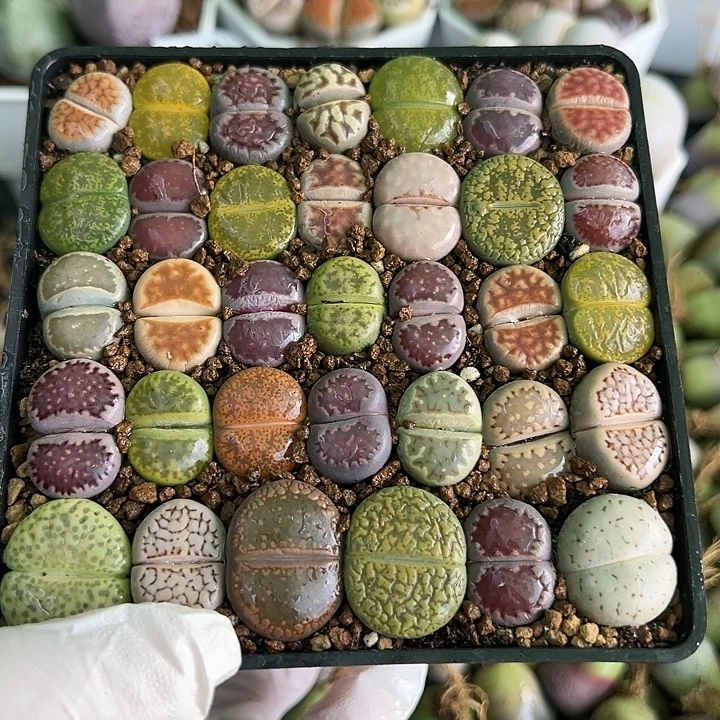 1000 好养易活生石花大母本10cm盆35个