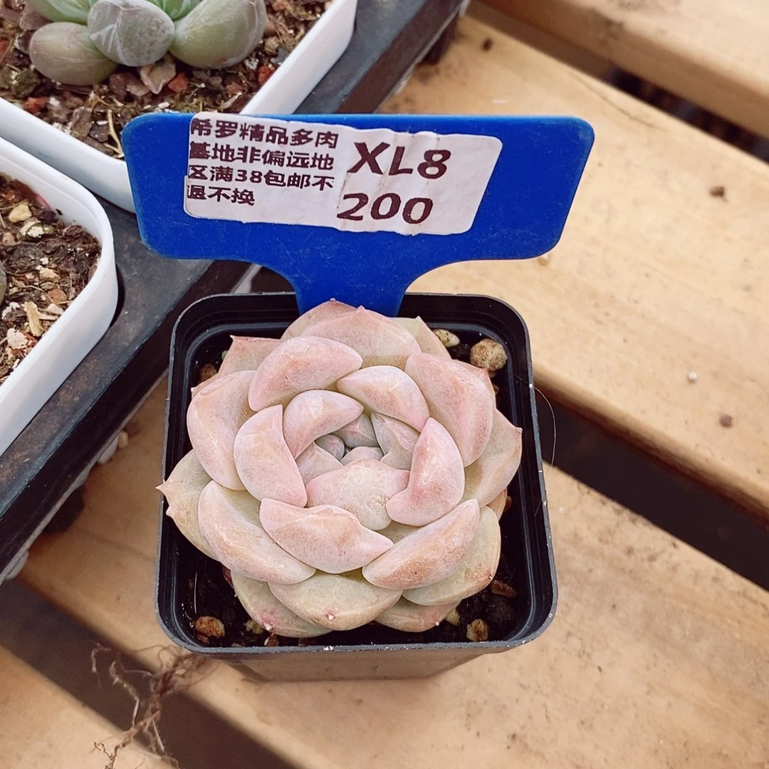 程*良辰4cm多肉植物