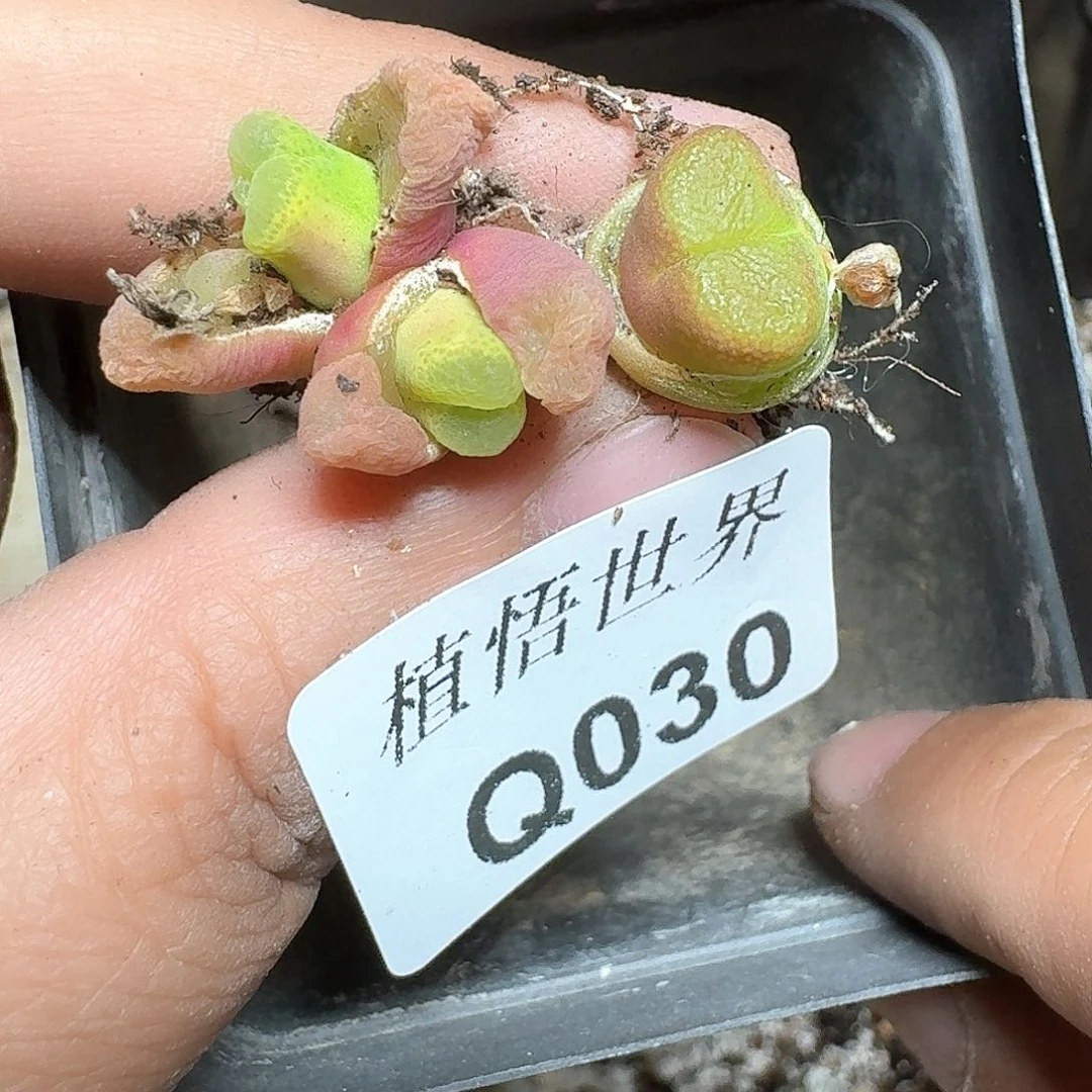 030号多肉植物哇f c