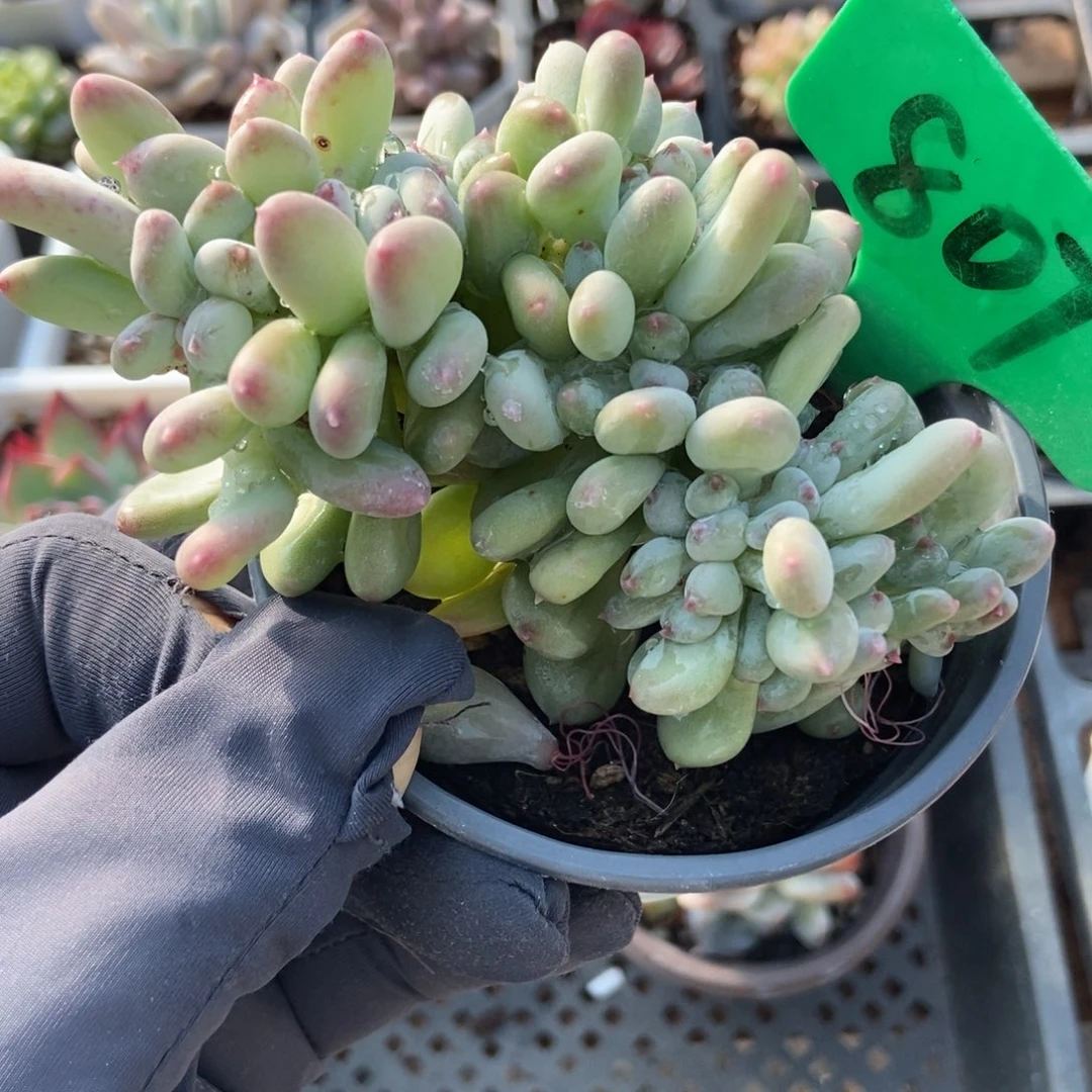 807糖豆奶缀多肉植物