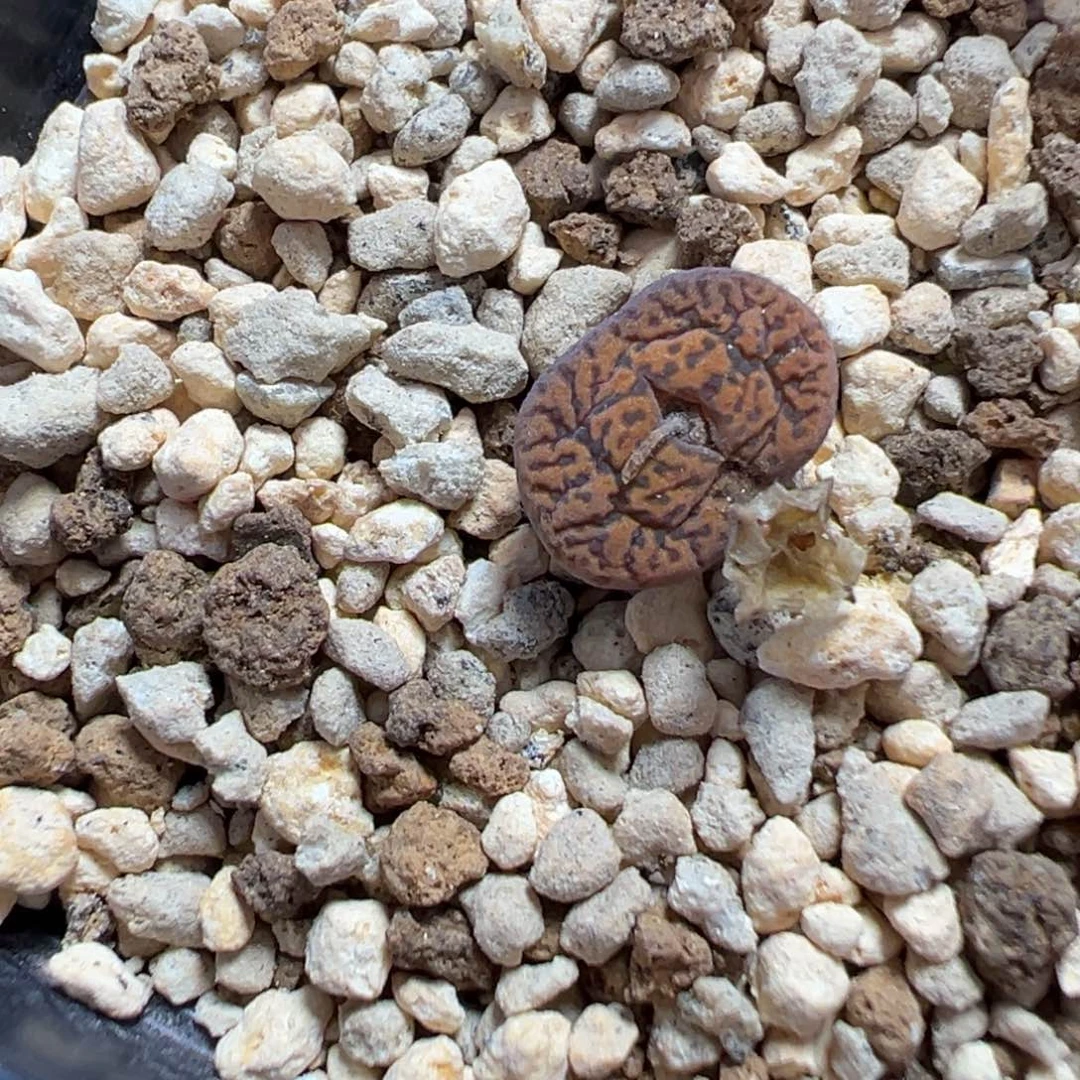 8-69肉锥多肉植物，