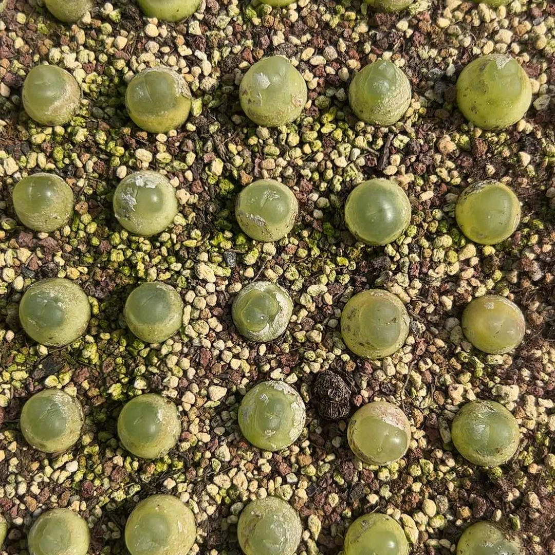 0000量拍大拉登3颗尺寸1.3上下