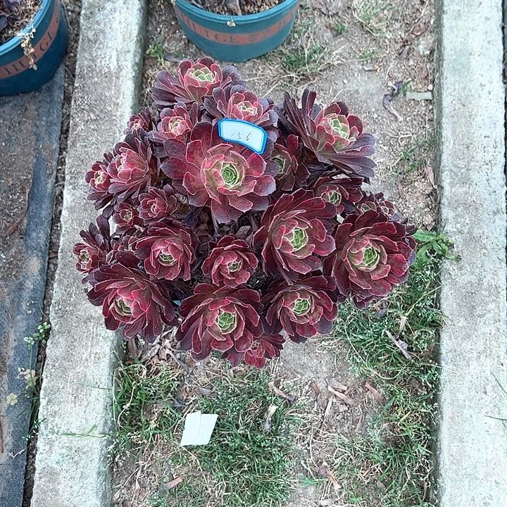 常*心156安娜多肉植物