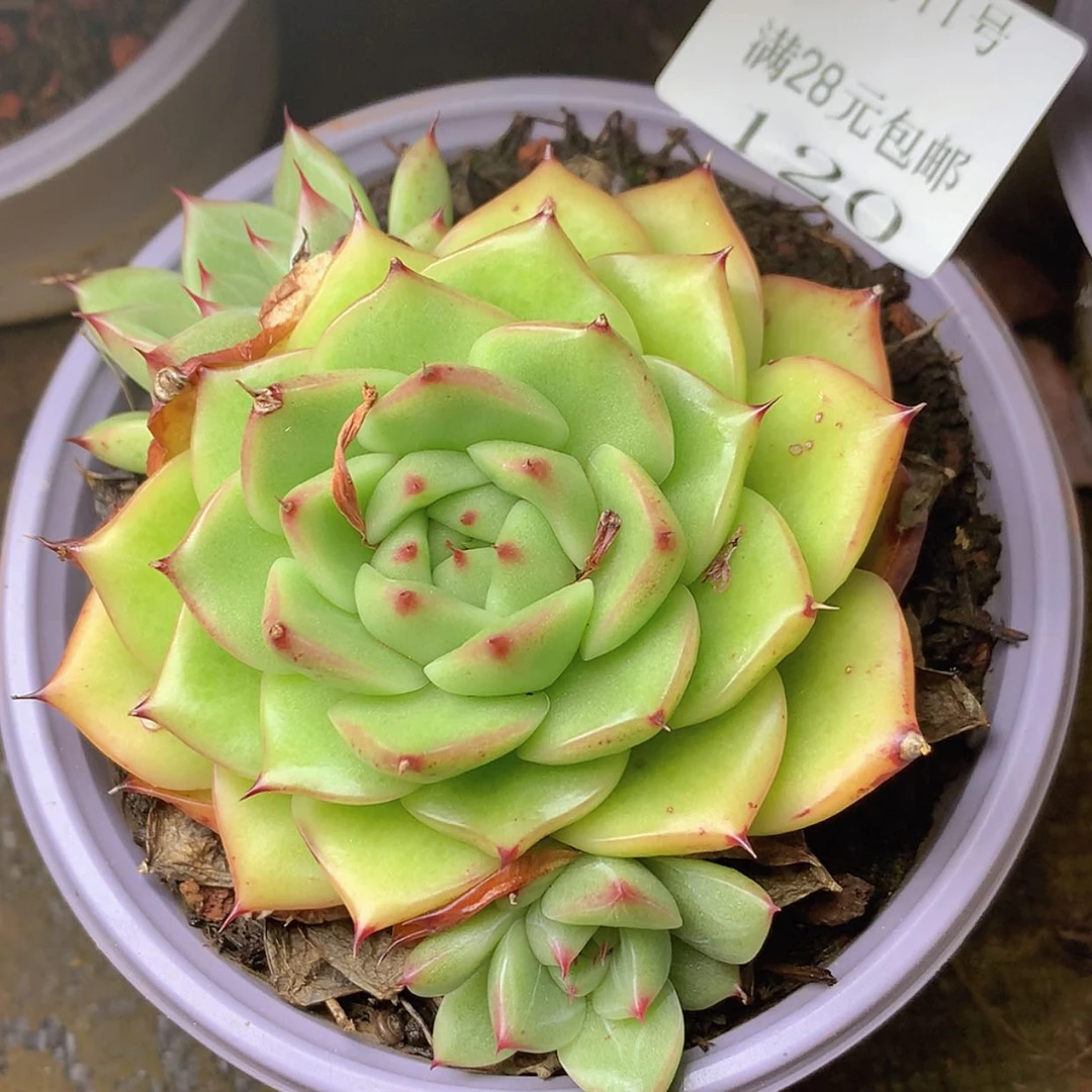 【闪购商品】云120号