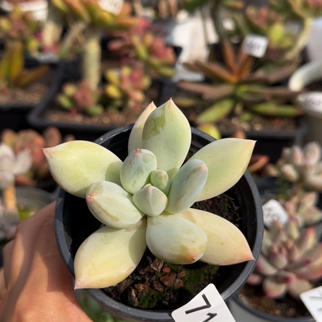 715号一物一拍一物一拍一物一拍