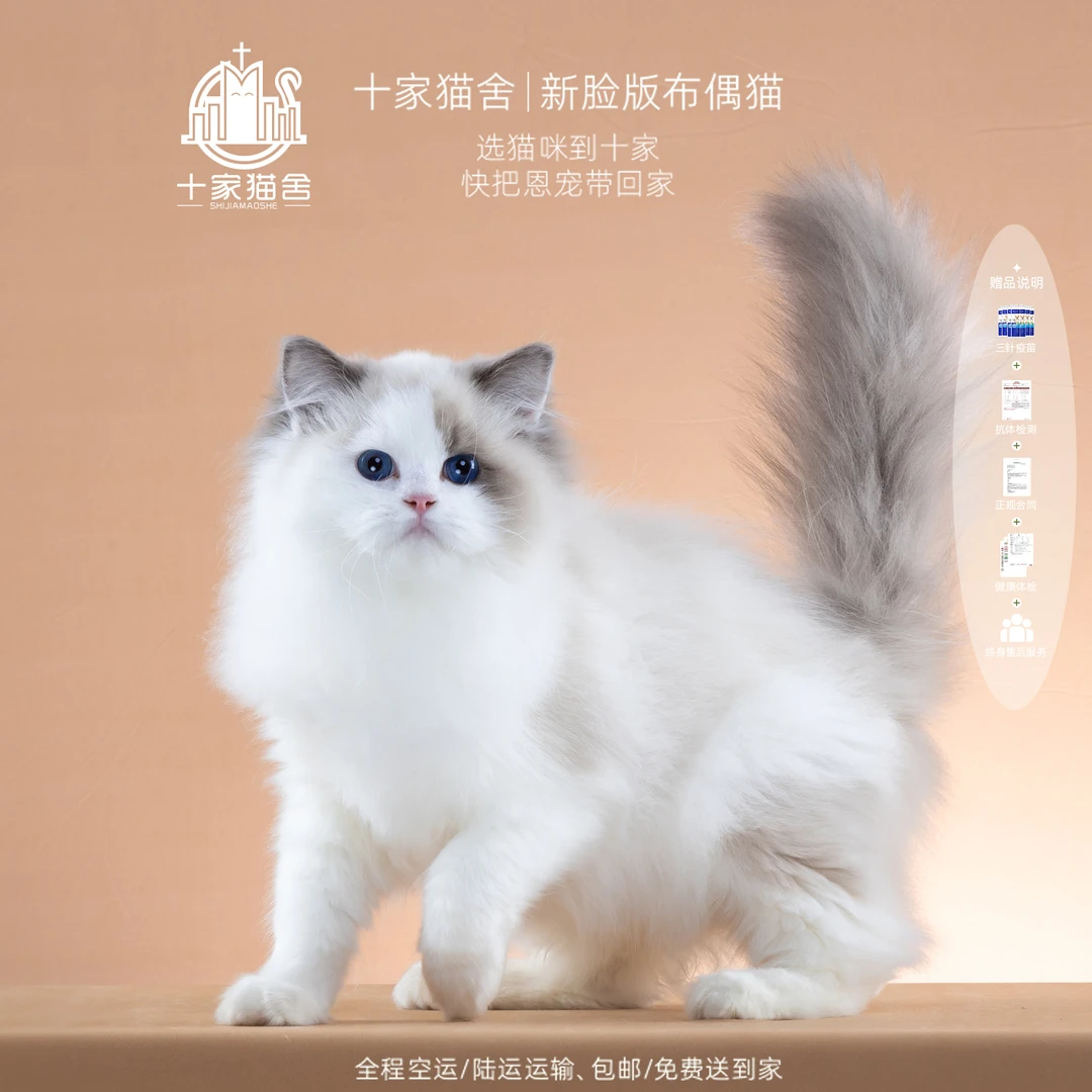 【十家猫舍】奶棒-弟弟 I新脸版布偶猫I猫咪活体