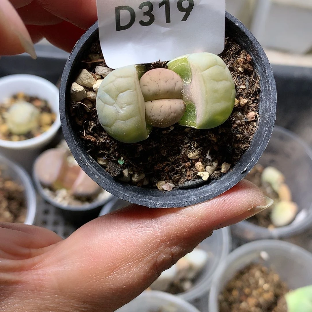 D319多肉植物保护研究所