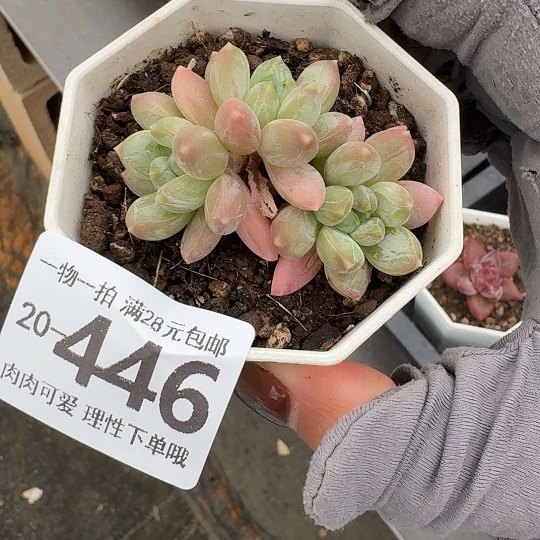 三色奶无盆土无盆土