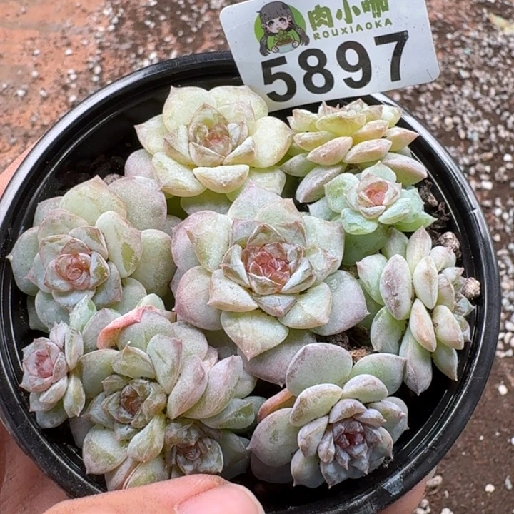 多肉植物多肉植物