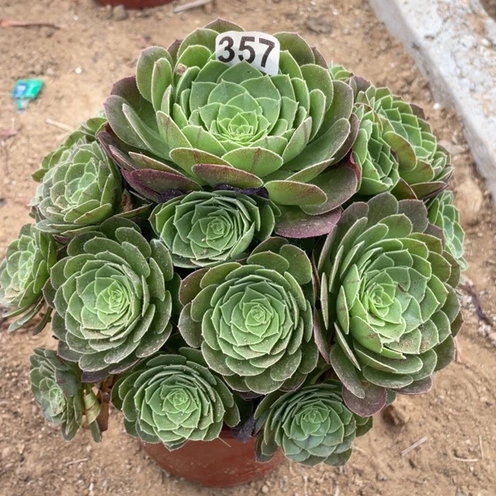 357多肉植物圣罗兰