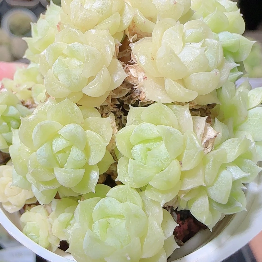 花语逸镜1123-19散