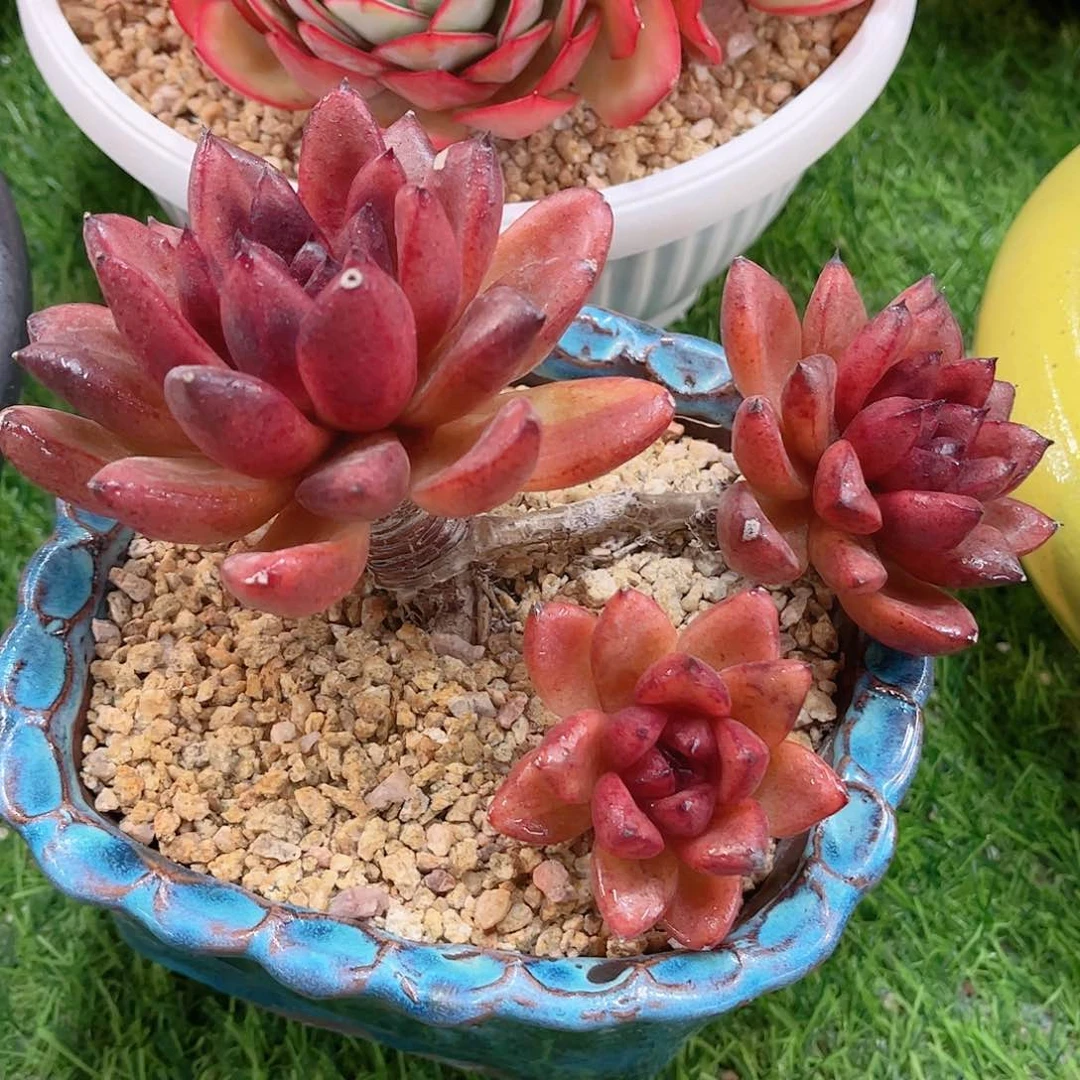 奥***干红太阳宝石精品多肉