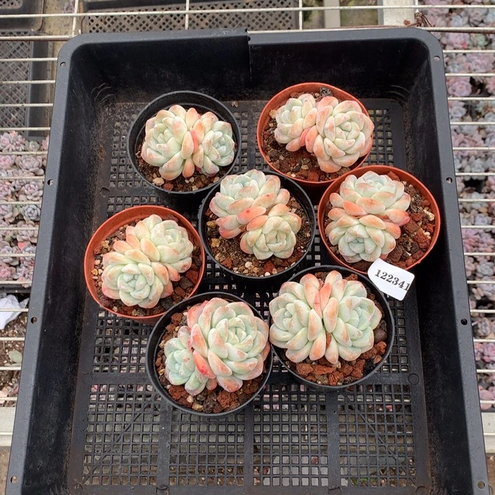 122341七个嗯嗯嗯嗯嗯好喜欢