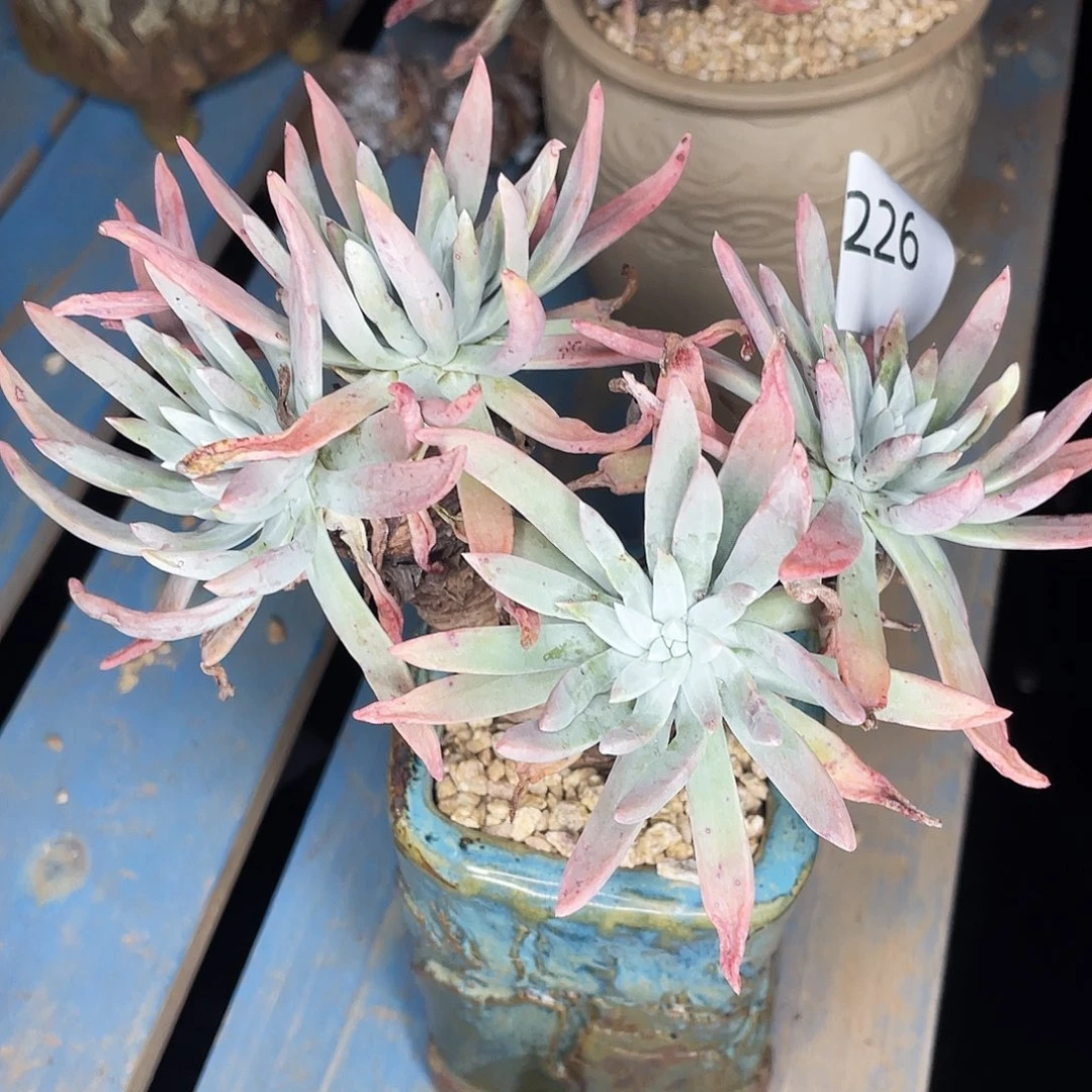 仙女杯多头老桩1226