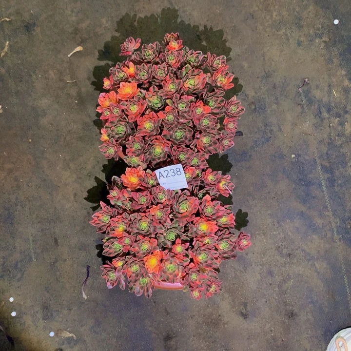 太***子无花朵甜茶238 2棵000000