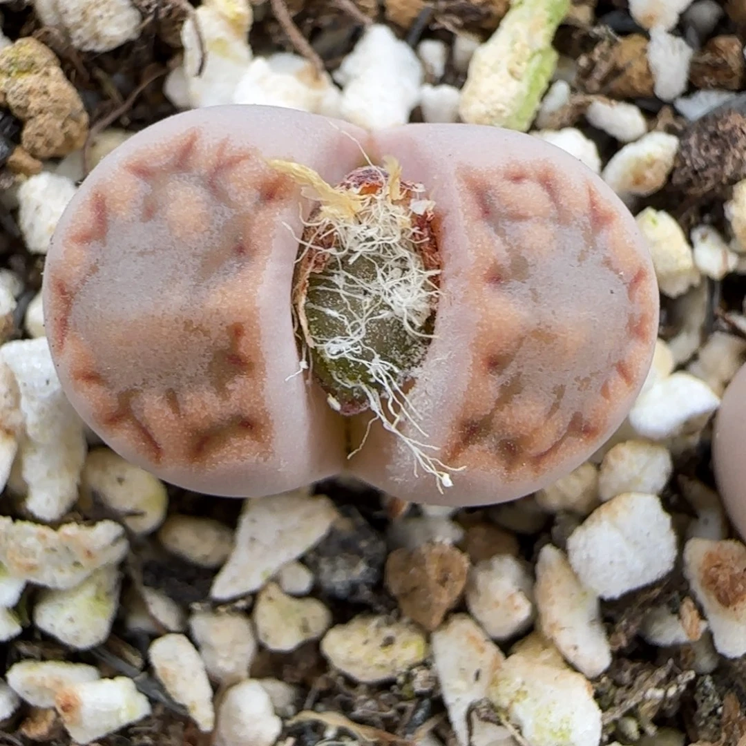 12.20.c215饼干.9078清框福利