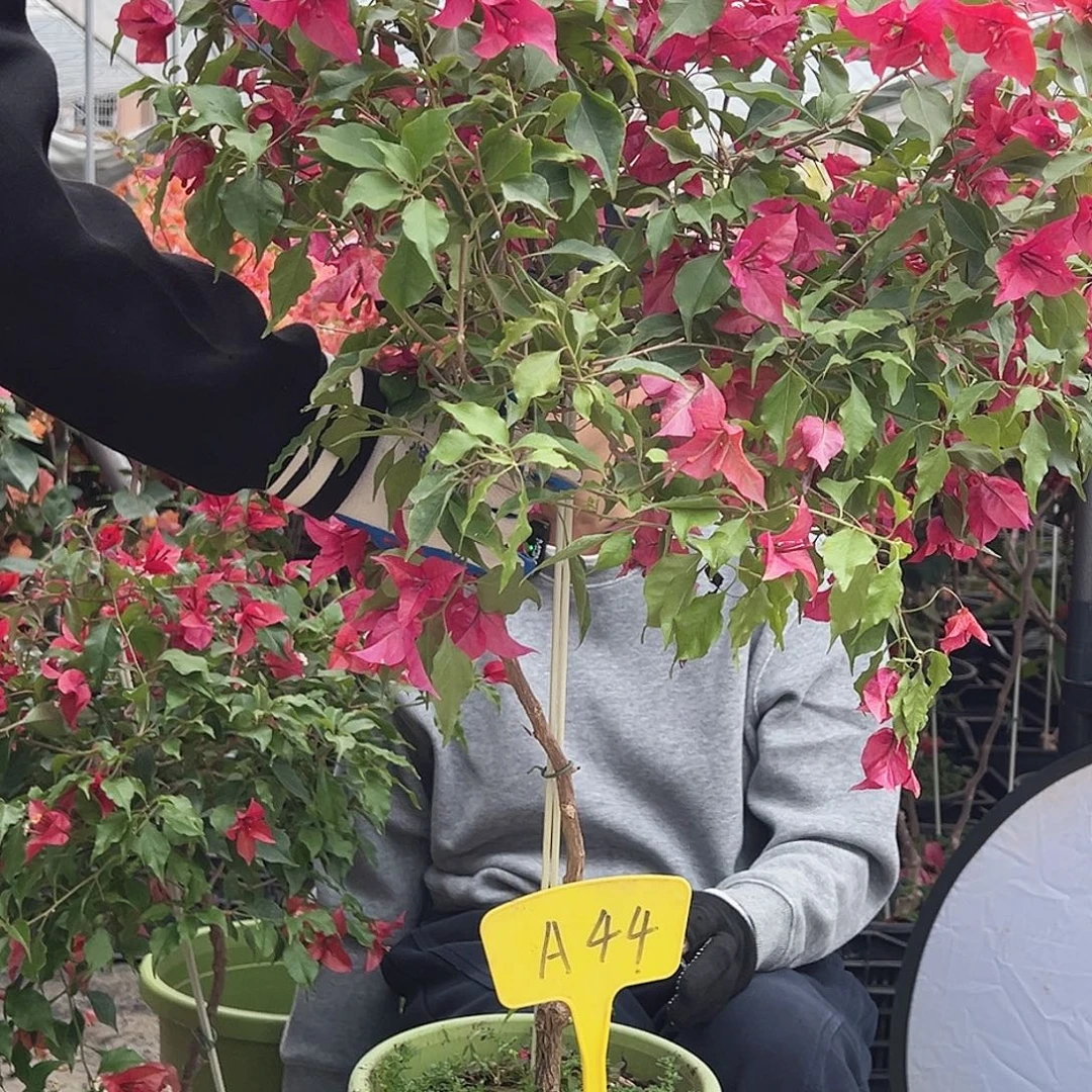 蓝***凉大部分花苞少量开放A44酒红桑巴