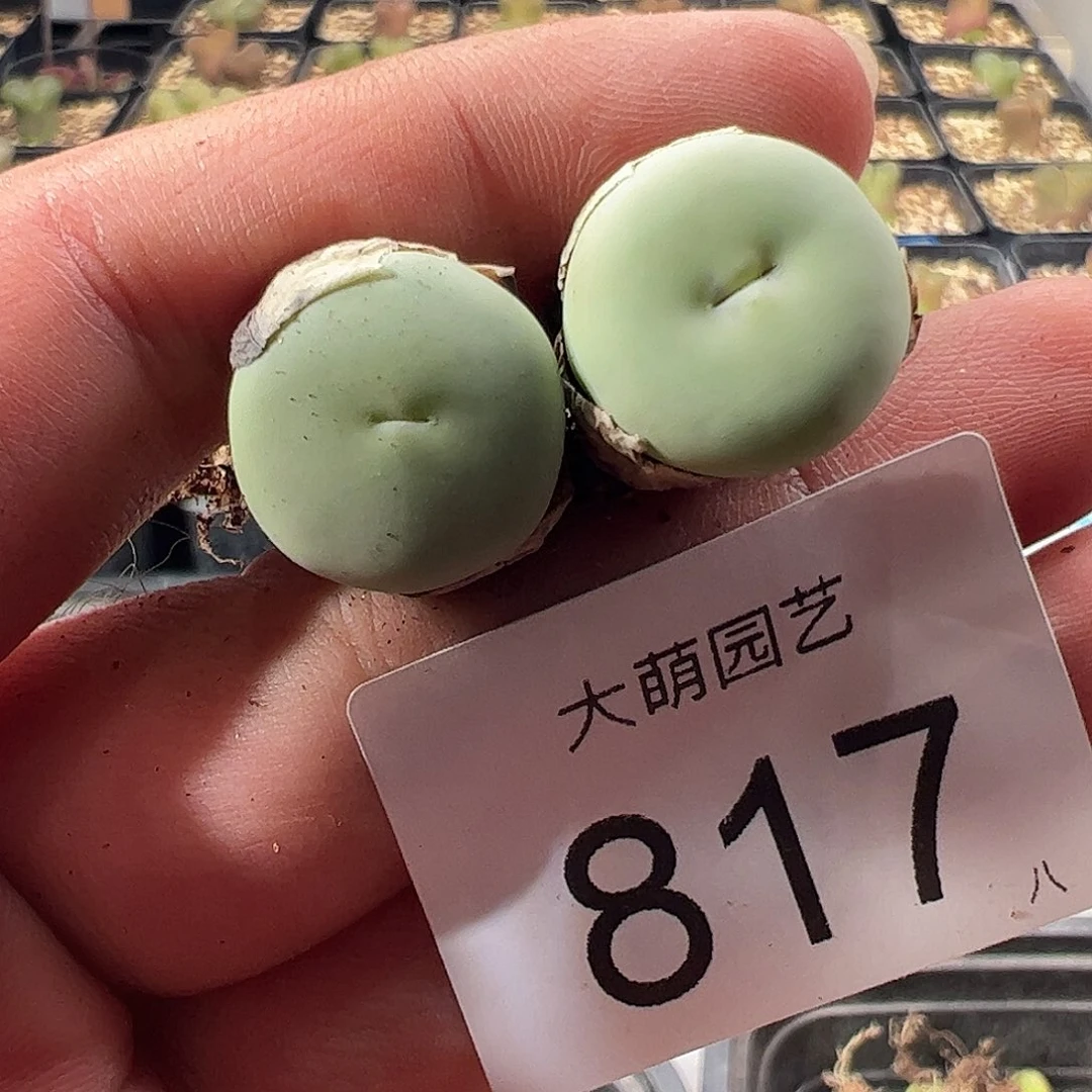 一物一拍。    817