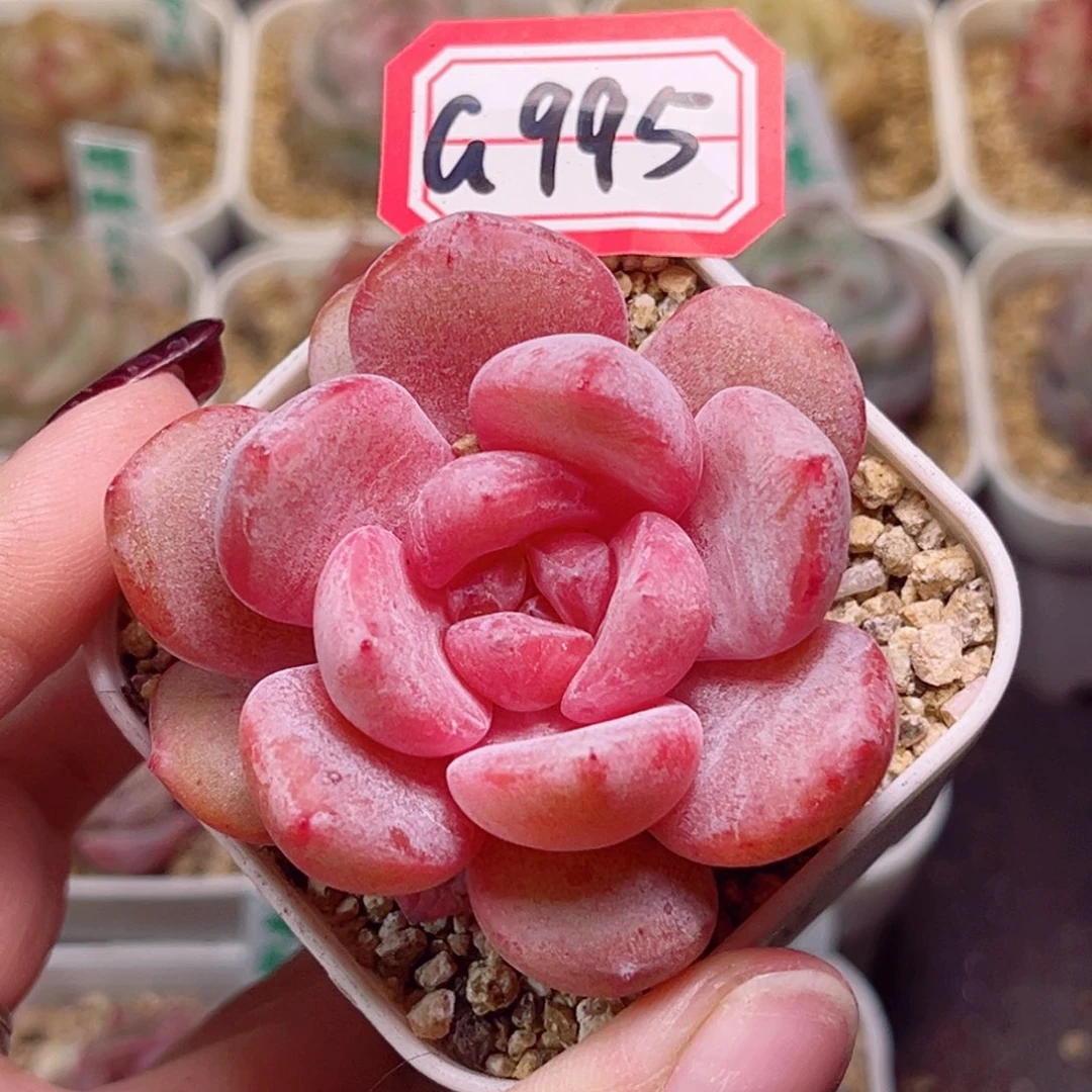 G995一物一拍 荧光泡泡