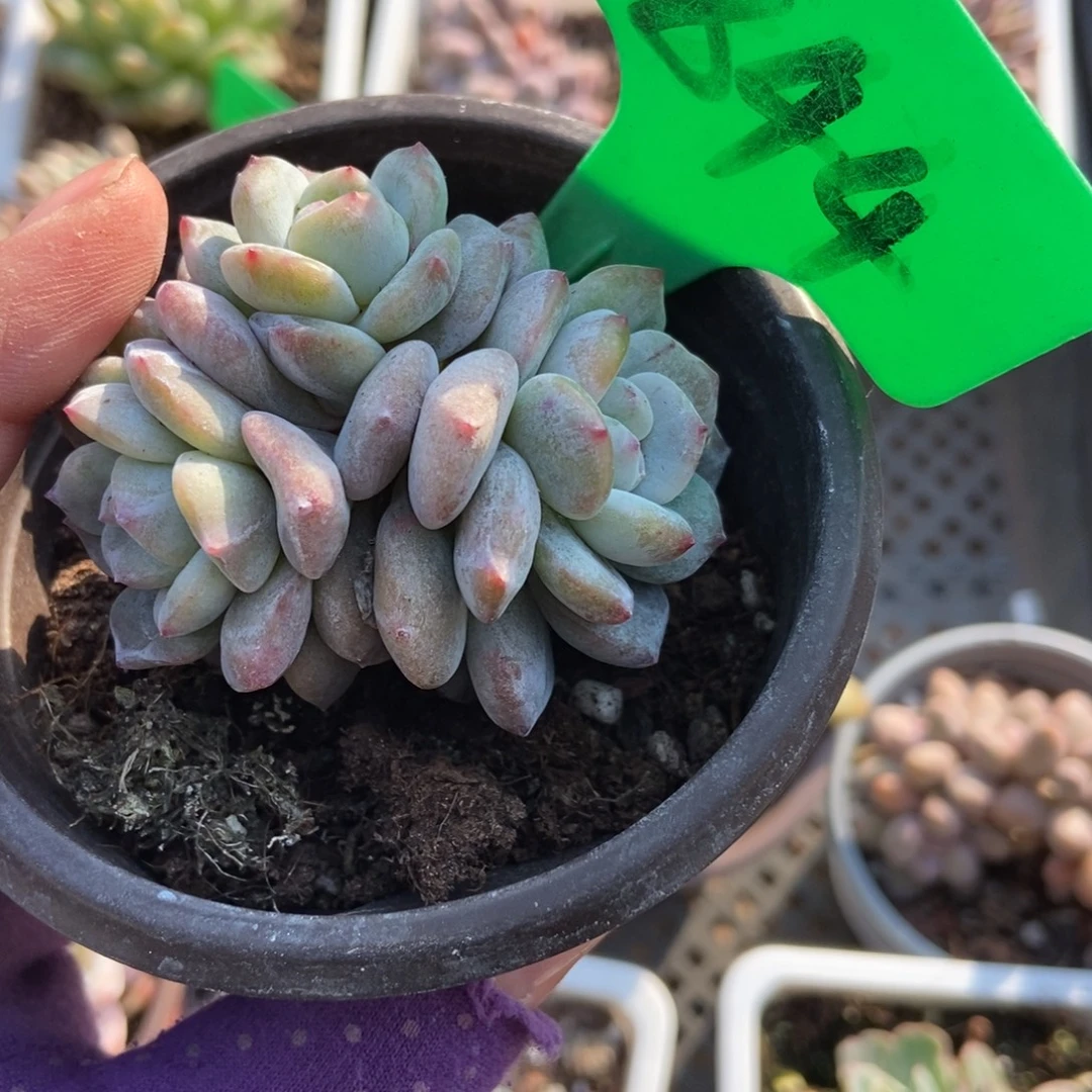 844星影石化多肉植物