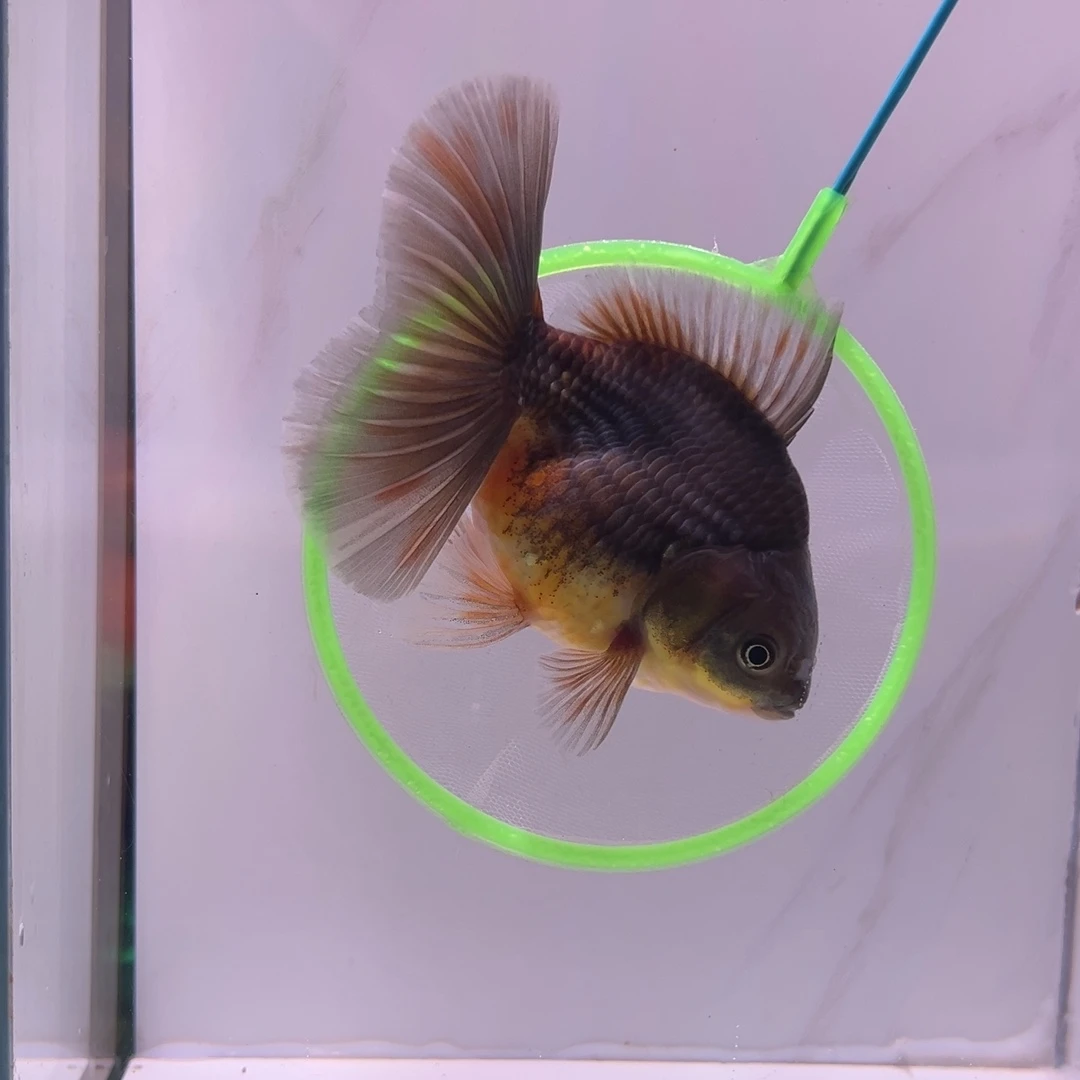 金鱼12厘米左右千褶泰狮