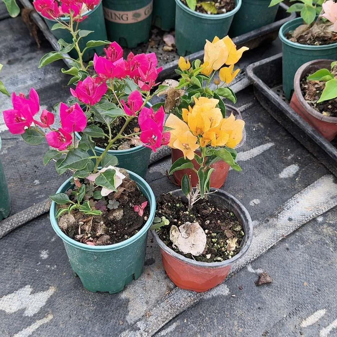 完全开放蒙黄和黑美人