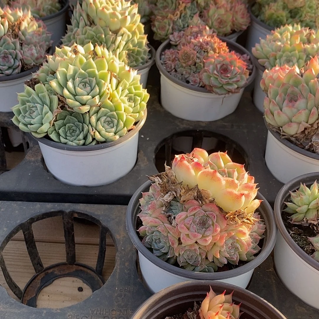 52麦杆群生 福利多多