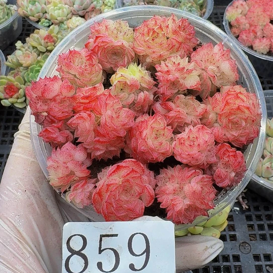 多肉植物多肉植物859