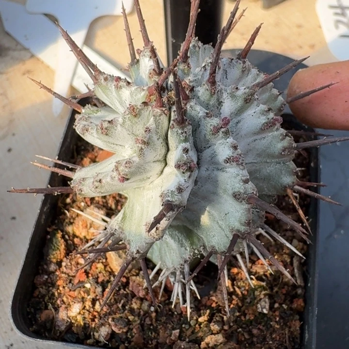 白衣魁伟玉实生仙人球