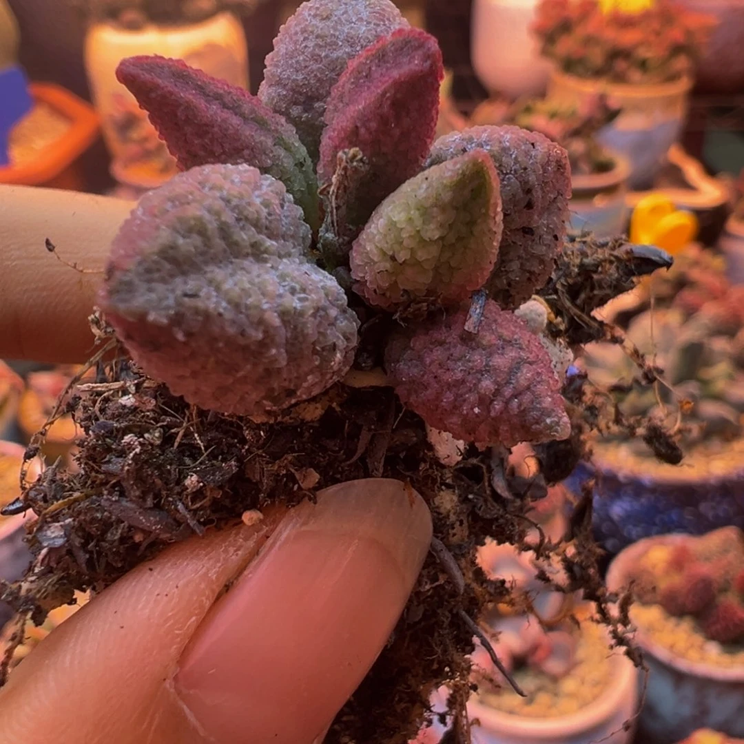 简***单一组自拍，感谢支持