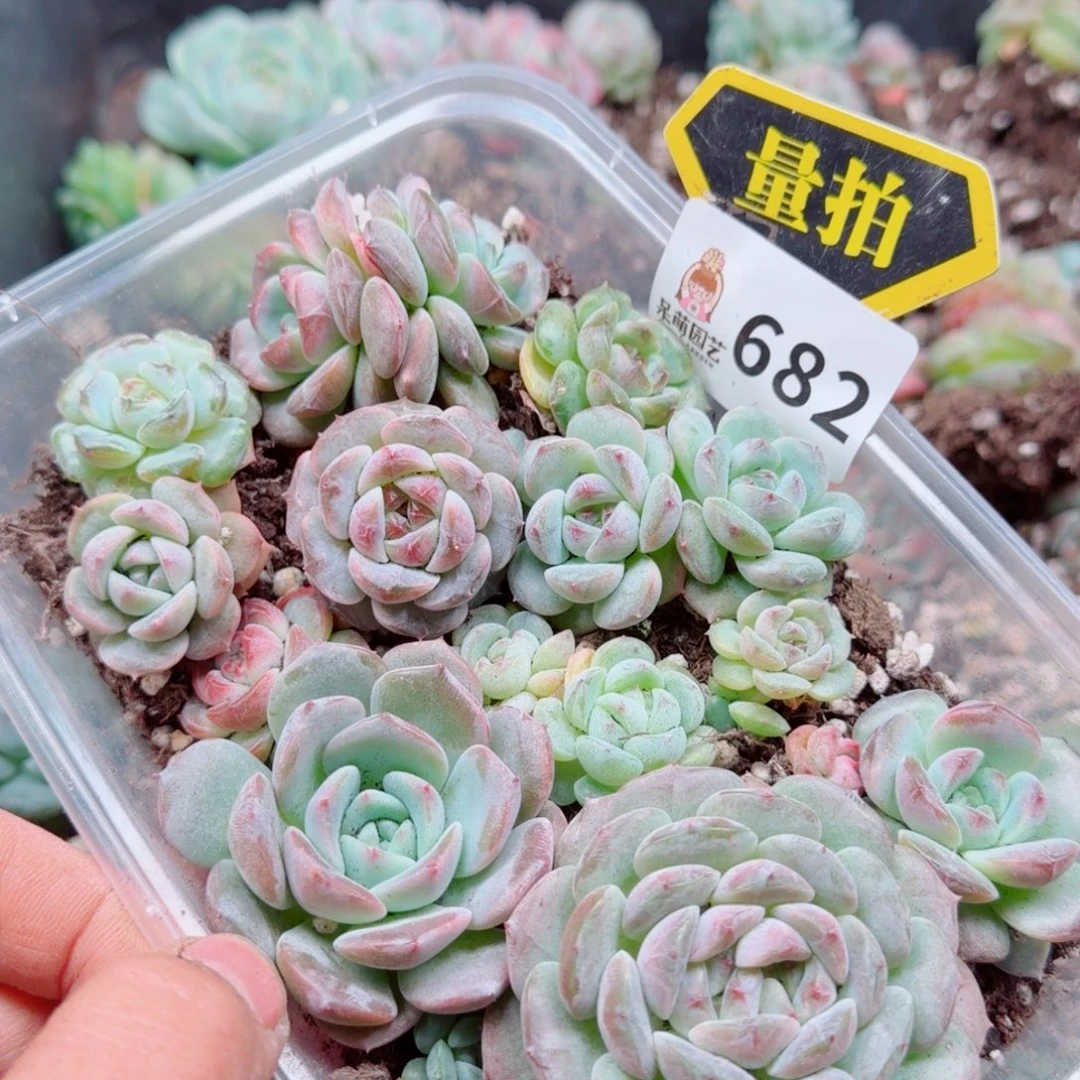 多肉植物多肉植物