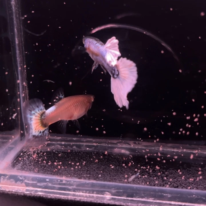 孔雀鱼白雪公主大耳朵1对