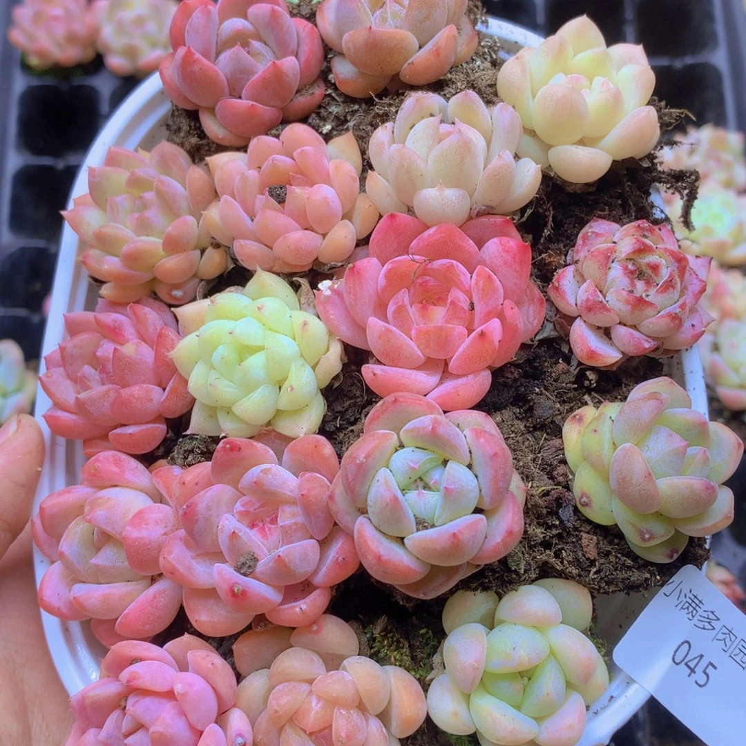 我要去看你了哦45