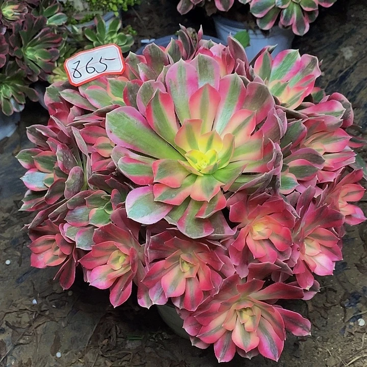 七彩石老桩捧花福利的865号