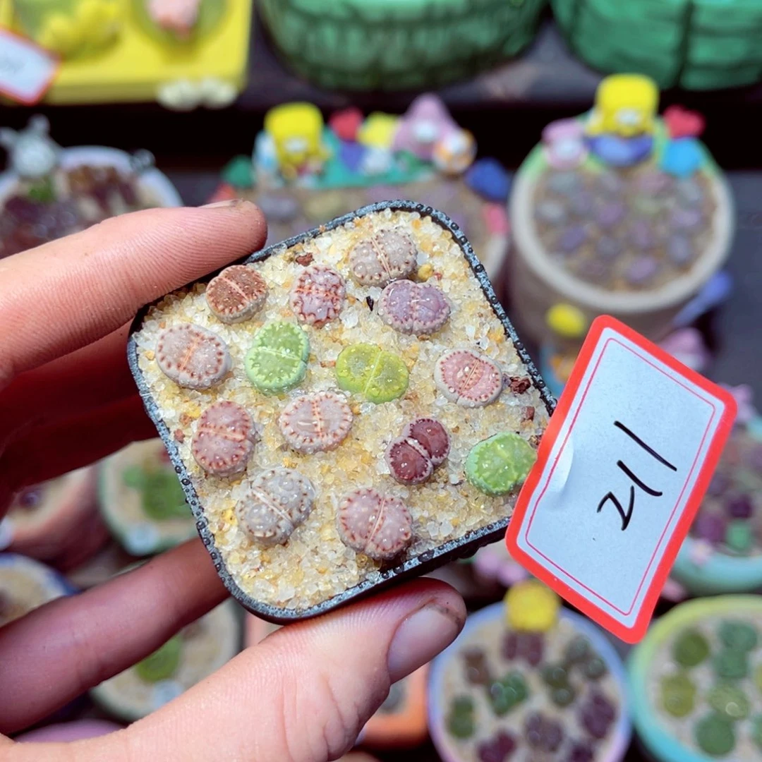 211生石花带盆发1