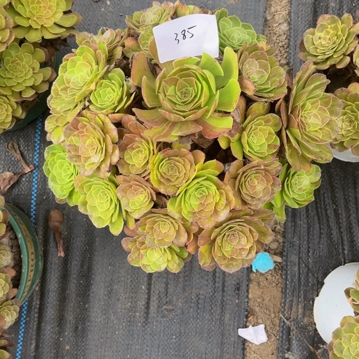 385花月夜多肉植物法师