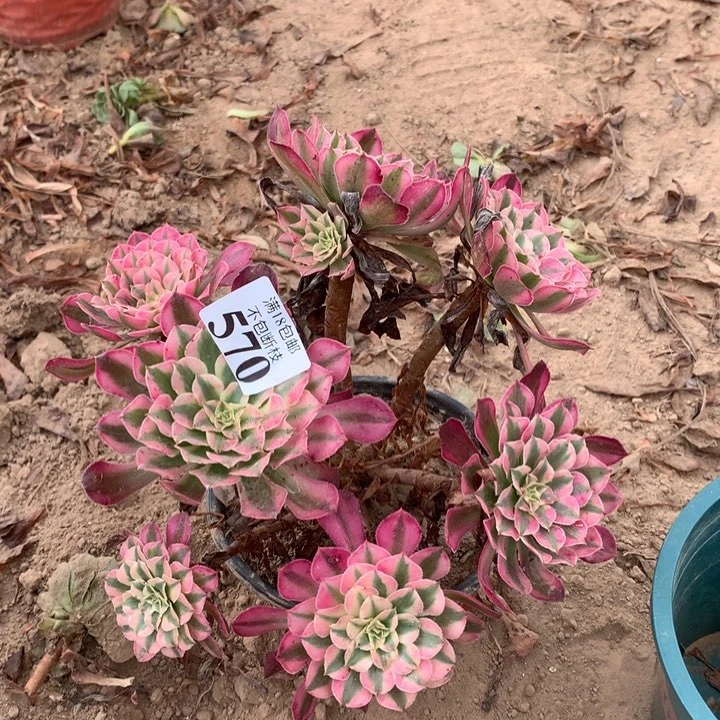 570铜壶白绣球1haopeng