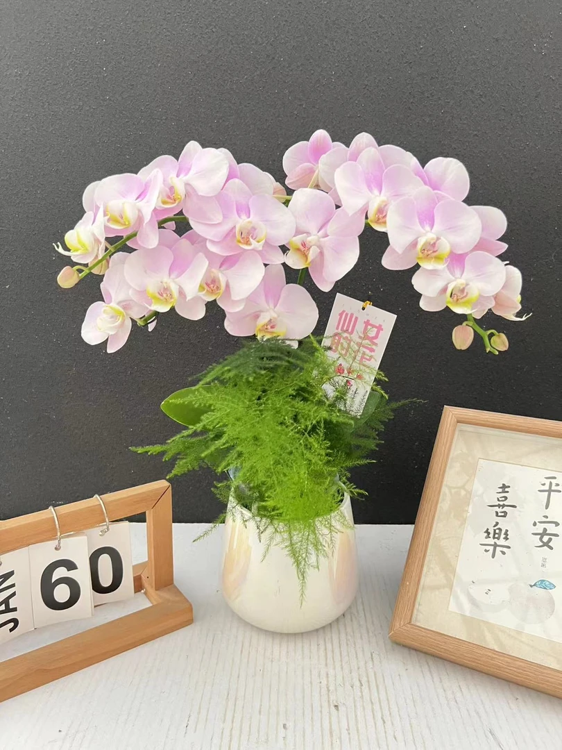 （天使）蝴蝶兰艺术组盆鲜花摆设高端花卉
