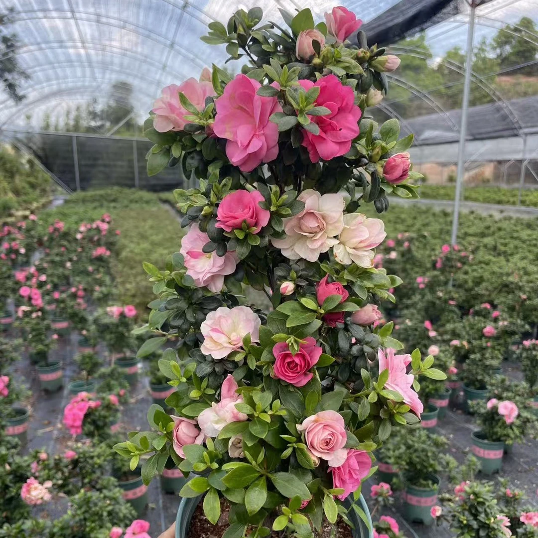 『忆花谷』精品文人老桩鹃之舞杜鹃花室内外盆栽阳台庭院花卉绿植