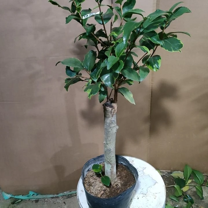 957彩叶七仙女，原盆原土发货，不包邮