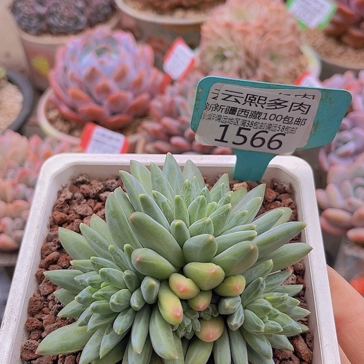 1566青花瓷。