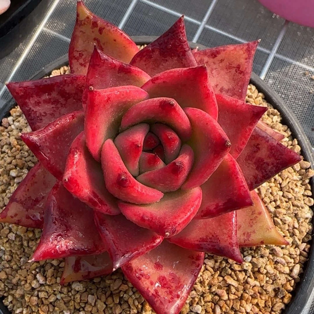 从前慢甄选多肉编号红乔伊斯大