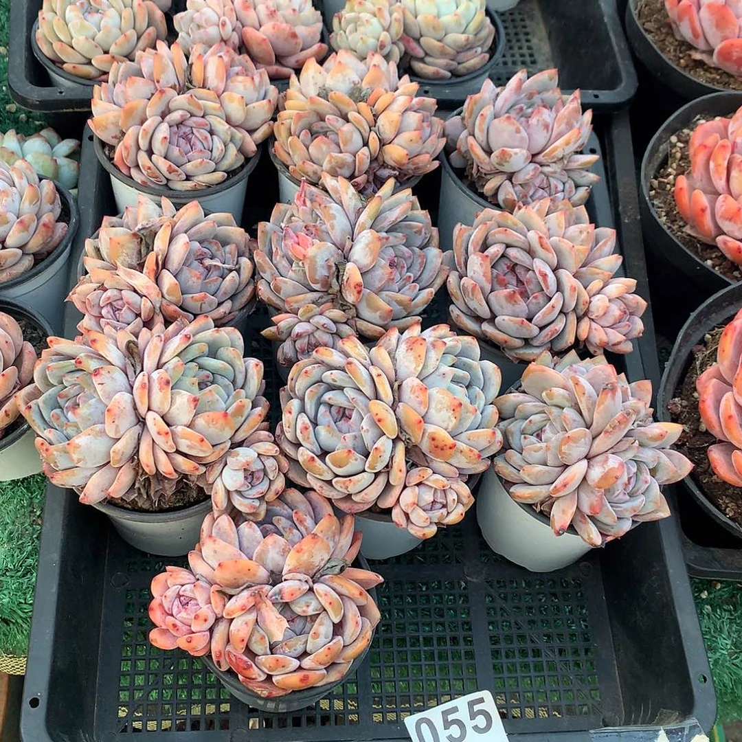 055橙子多肉植物组合