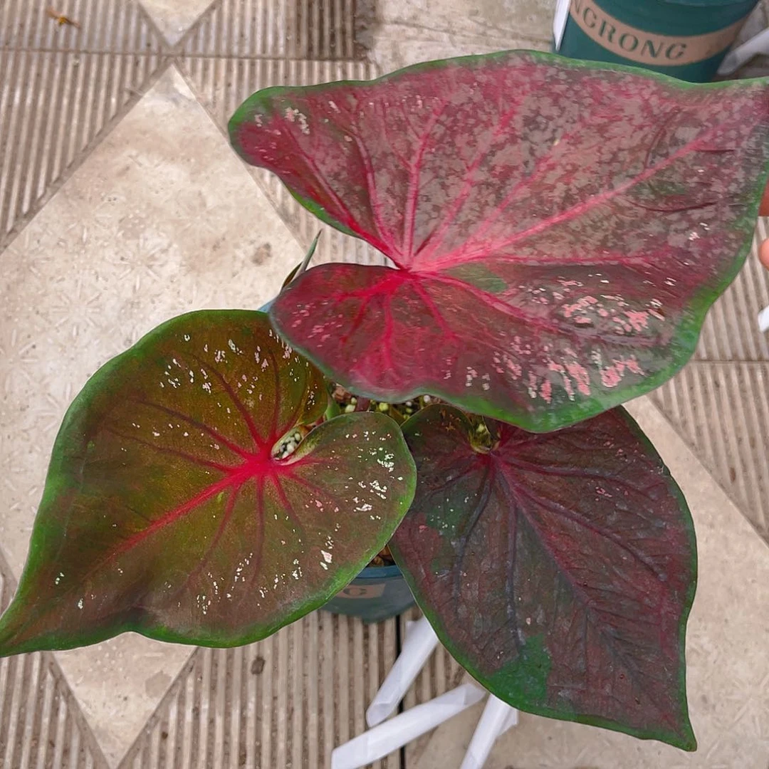 完全开放泰彩一物一拍1791