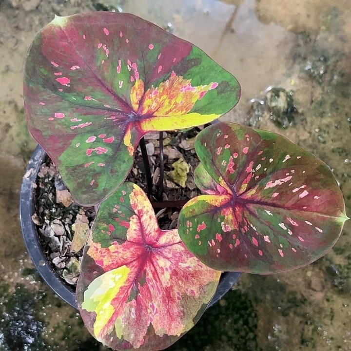 73-1009晚安彩叶芋泰国