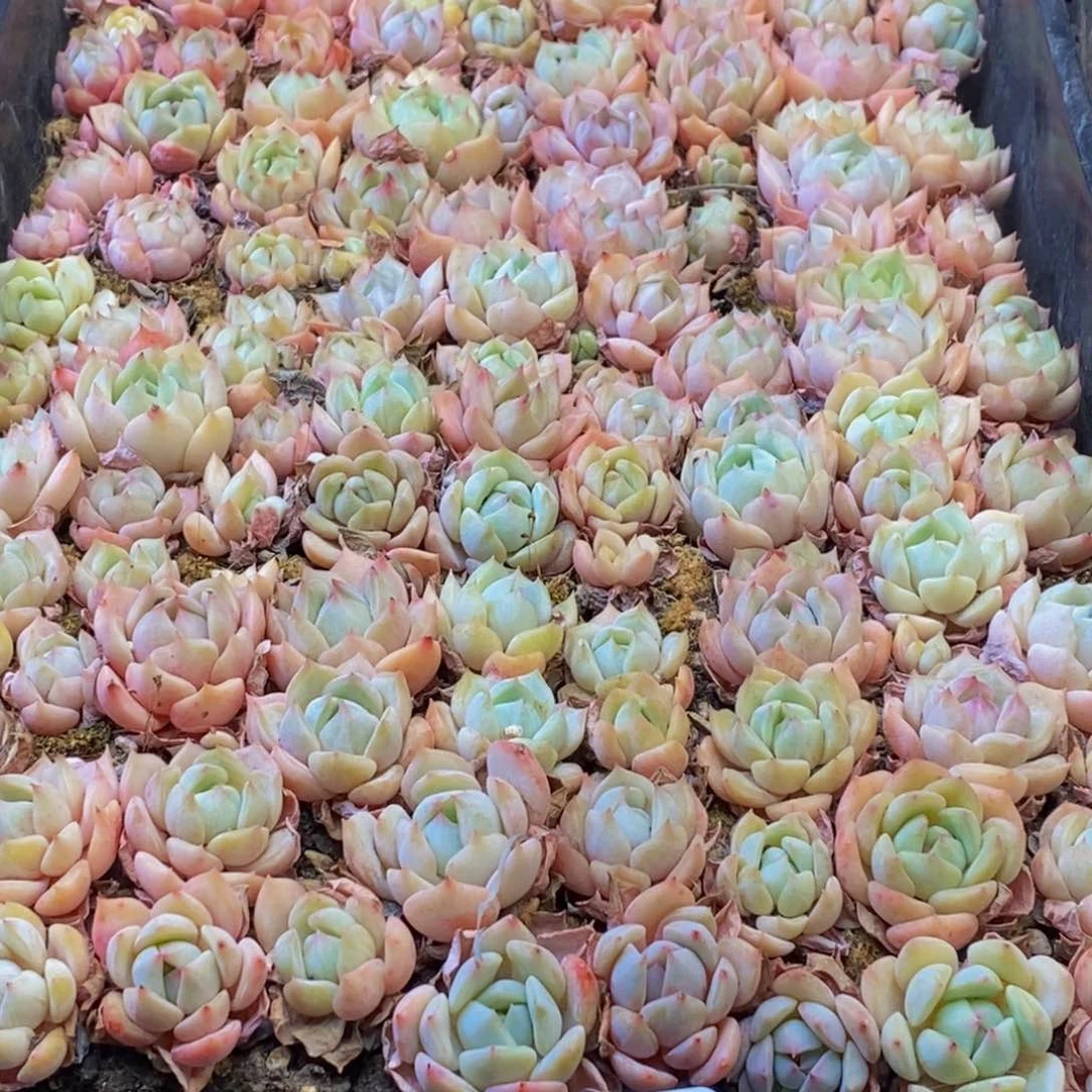426多肉植物百科名片作译者