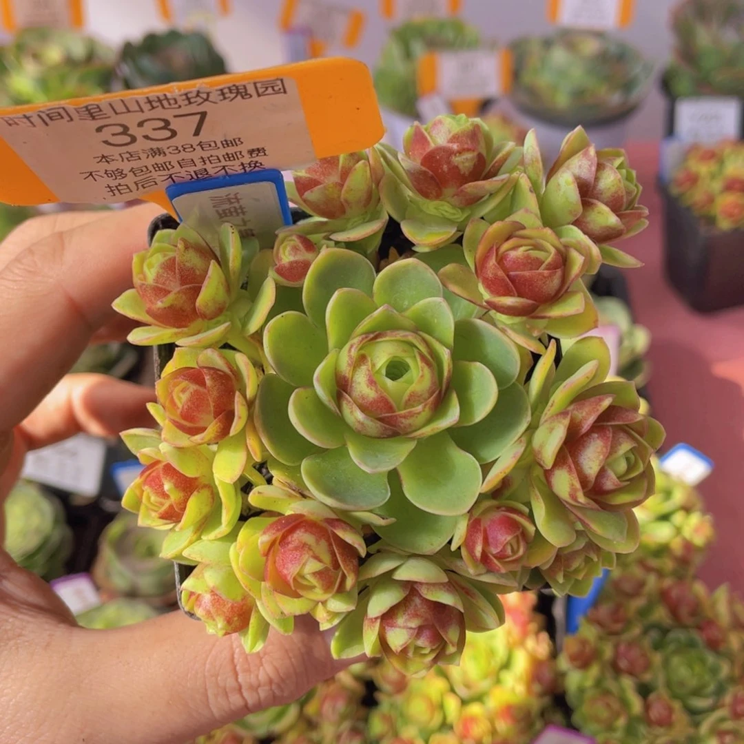 流萤之舞337一物一拍